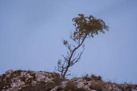 Single tree Stock Photos