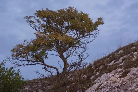 Single tree Stock Photos