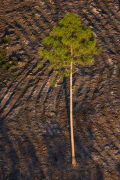 Single tree Stock Photos