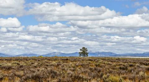 Single tree Stock Photos