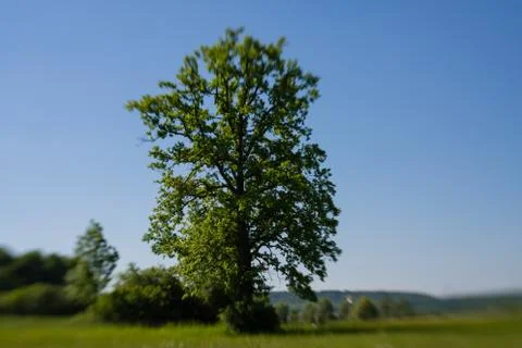 Single tree Stock Photos