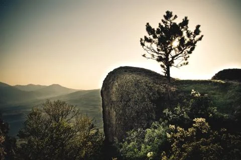 Single tree Stock Photos