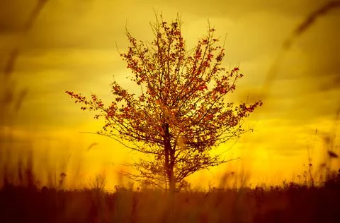 Single tree Stock Photos