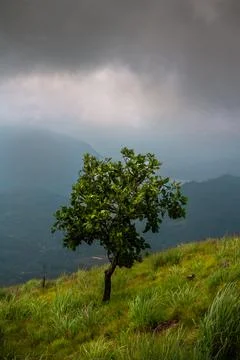 Single tree 库存照片