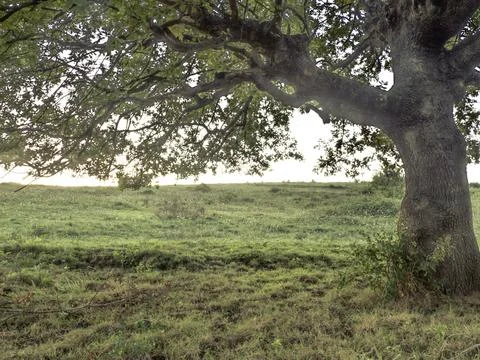 Single tree Stock Photos