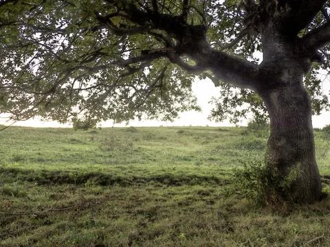 Single tree Stock Photos