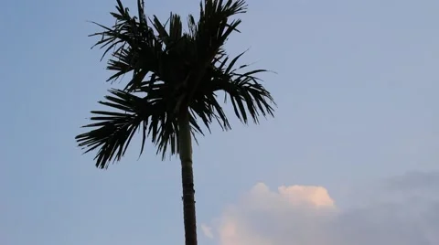 Single Tree Planting Time passes with the wind Stock Footage 45918971