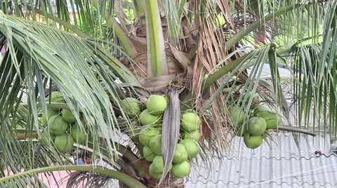 Single Tree Planting Time passes with the wind Stock Footage 52373496