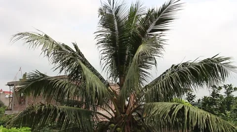 Single Tree Planting Time passes with the wind Stock Footage 52373511
