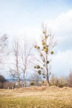 Single tree on a playground Stock Photos