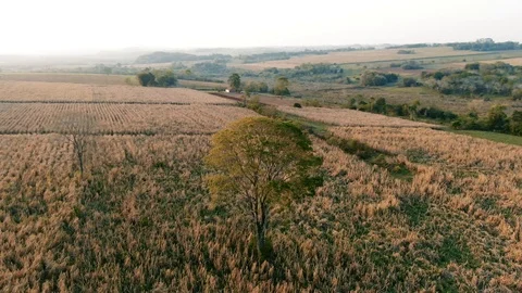 Single Tree on a range in Paraguay. 4K Farm Stock Footage Stock-Footage 116804412