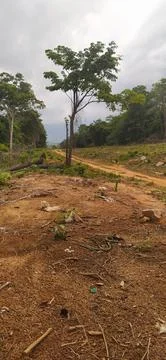 Single tree on red soil landscape Malaysia rural land Stock Photos