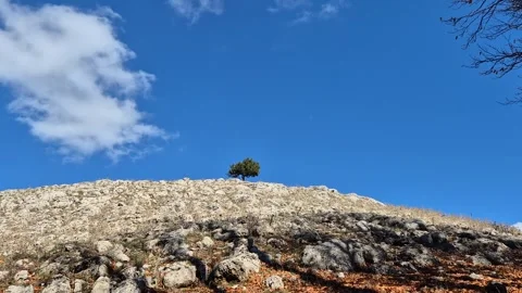 Single Tree on a Rocky Hilltop Against Blue Sky. Stock Footage 320244583
