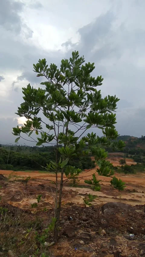 Single tree rocky soil Stock Footage 336045287