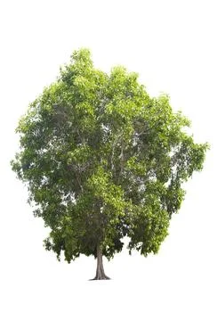 Single tree, shrub, isolated on white background. Stock Photos