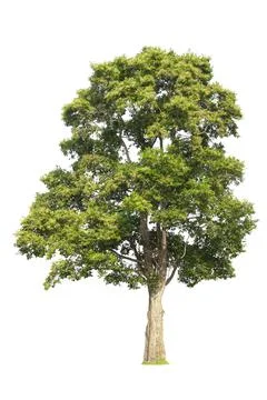 Single tree, shrub, isolated on white background. Stock Photos