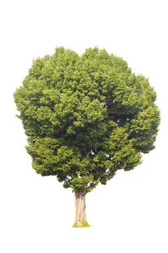 Single tree, shrub, isolated on white background. Stock Photos