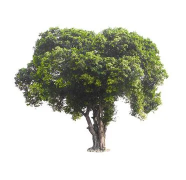 Single tree, shrub, isolated on white background. Stock Photos