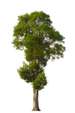 Single tree, shrub, isolated on white background. Stock Photos