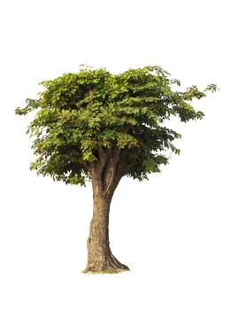 Single tree, shrub, isolated on white background. Stock Photos