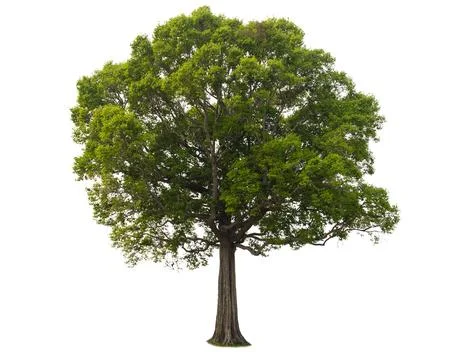 Single tree, shrub, isolated on white background. Stock Photos