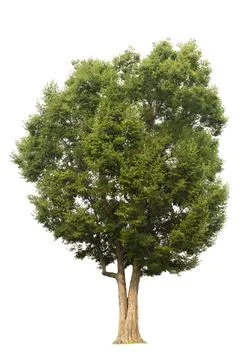 Single tree, shrub, isolated on white background. Stock Photos