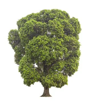 Single tree, shrub, isolated on white background. Stock Photos