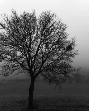 Single tree in side in black and white with mistletoe Stock Photos