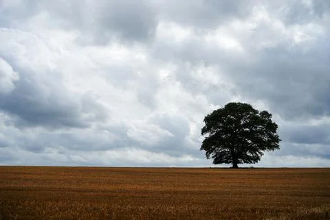 Single tree silhouette on a cloudy sky in a wheat field Photos
