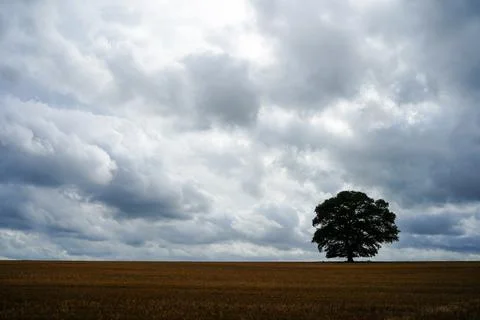 Single tree silhouette on a cloudy sky in a wheat field 库存照片