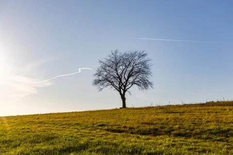 Single tree siluette on grass field against blue sky Stock Photos