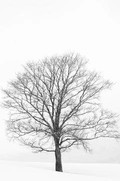 Single tree in a snowy winter landscape Stock Photos