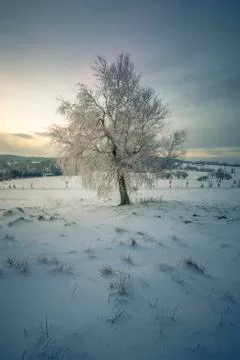 Single Tree in a solitude Winter Landscape Stock Photos