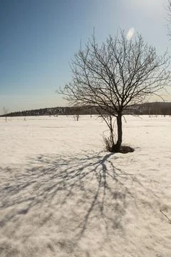 Single Tree in a solitude Winter Landscape Stock Photos