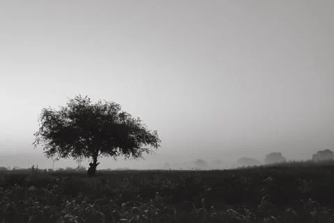 Single tree with space to the right Foto stock