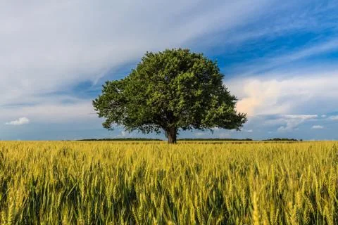 Single tree in spring Stock Photos