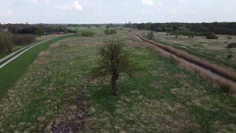 Single tree - Spring in Poland Stock Footage 239734143