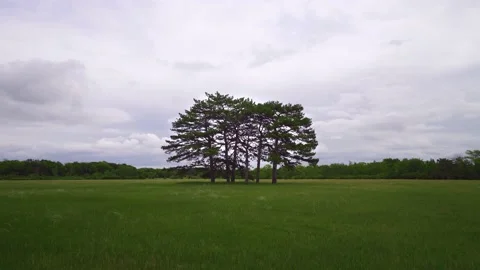 A single tree standing alone with blue sky and grass. Solitary tree at sunset. Video stock 148167986