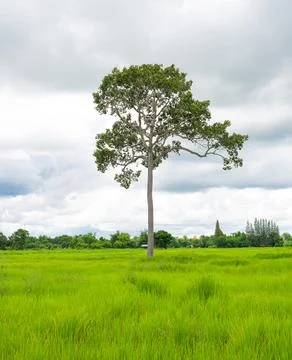 A Single Tree Standing Alone with Blue Sky and Grass Stock Photos