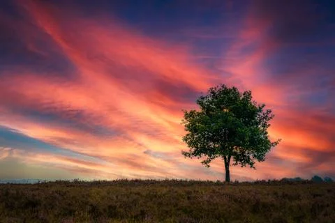 Single Tree Standing Alone in the Landscape Stock Photos
