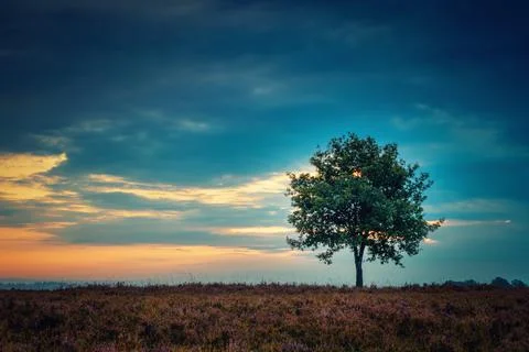 Single Tree Standing Alone in the Landscape Stock Photos