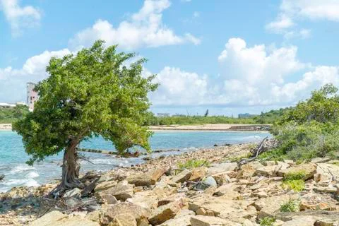 Single tree standing alone on rocky terrain next to caribbean sea. Foto stock