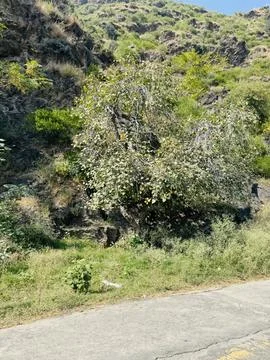 Single Tree Standing by a Concrete Road Below a Rocky Hill Stock Photos