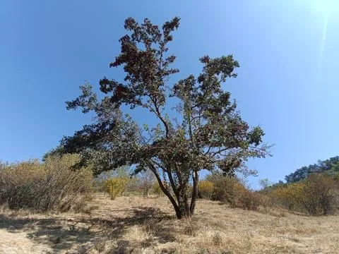 Single Tree Standing on a Dry Grassy Hill Stock Photos