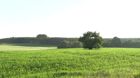 Single Tree standing in Field on Farm Stockbeeldmateriaal 73455736