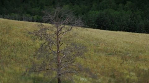 A single tree standing in a field with other trees in the background Stock Photos