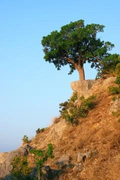 Single tree standing on the hill Stock Photos