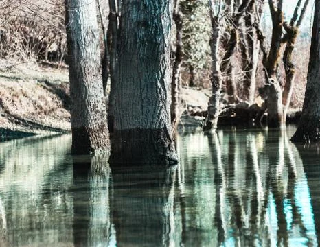 Single tree standing out in a light blue green river Stock Photos