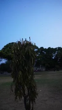 Single Tree Standing in a Public Park During the Evening Time Fotos de archivo