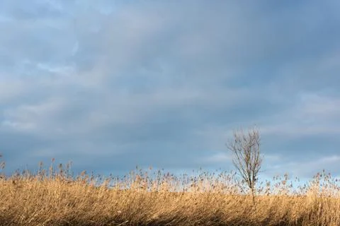 A single tree is standing in the reed Foto stock